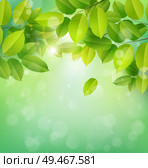 Spring nature banner with green leaves. Elm branch on a green background. Vector illustration. Стоковая иллюстрация, агентство Ingram Publishing / Фотобанк Лори