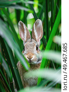 A rabbit peeks out from behind tall grasses in a natural environment. Стоковое AI-изображение, AI-художник Данила Большаков / Фотобанк Лори