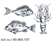 Seafood and fish vector engraving illustration. Bream and bass and lobster graphics isolated on white, vintage food sketch for restaurant menu cover. Seafood and fish vector engraving illustration. Стоковая иллюстрация, агентство Ingram Publishing / Фотобанк Лори