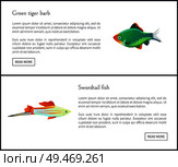 Green tiger barb, swordtail fish isolated on white. Freshwater aquarium fish silhouette icon on blank background in cartoon style vector illustration. Green Tiger Barb, Swordtail Fish Isolated on White. Стоковая иллюстрация, агентство Ingram Publishing / Фотобанк Лори