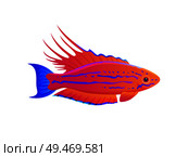 Filamented flasher wrasse exotic ocean fish banner, vector illustration of multicolored animal with decorated by lines and spots body, curved fins. Filamented Flasher Wrasse Exotic Ocean Fish Banner. Стоковая иллюстрация, агентство Ingram Publishing / Фотобанк Лори