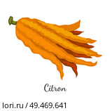 Citron exotic juicy large fragrant citrus fruit with a thick rind vector isolated. Tropical edible food, dieting vegetarian icon full of vitamins. Citron Exotic Juicy Large Fragrant Citrus Fruit. Стоковая иллюстрация, агентство Ingram Publishing / Фотобанк Лори