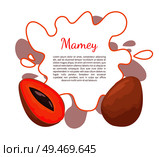 Mamey exotic juicy fruit vector poster frame and text. Edible food, dieting vegetarian banner. Mammea americana, mammee apple, mamey, tropical apricot. Mamey Exotic Juicy Fruit Vector Poster Frame Text. Стоковая иллюстрация, агентство Ingram Publishing / Фотобанк Лори