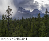 Pine trees with mountain in the background, Saskatchewan River Crossing, Icefields Parkway, Jasper, Alberta, Canada. Стоковое фото, агентство Ingram Publishing / Фотобанк Лори