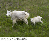 High angle view of Mountain goat?(Oreamnos americanus) with its kid in field, Icefields Parkway, Jasper, Alberta, Canada. Стоковое фото, агентство Ingram Publishing / Фотобанк Лори