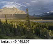 Pine trees with mountains in the background, Saskatchewan River Crossing, Icefields Parkway, Jasper, Alberta, Canada. Стоковое фото, агентство Ingram Publishing / Фотобанк Лори