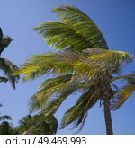Palm trees swaying in wind, Half Moon Caye, Lighthouse Reef Atoll, Belize. Стоковое фото, агентство Ingram Publishing / Фотобанк Лори