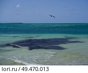 Bird flying over the ocean, Half Moon Caye, Lighthouse Reef Atoll, Belize. Стоковое фото, агентство Ingram Publishing / Фотобанк Лори