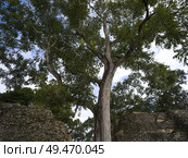 Low angle view of tree at Ancient Mayan Archaeological Site, San Jose Succotz, Cayo District, Belize. Стоковое фото, агентство Ingram Publishing / Фотобанк Лори