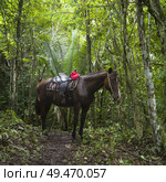 Horse in forest, Chaa Creek Road, Chaa Creek Nature Reserve, San Ignacio, Belize. Стоковое фото, агентство Ingram Publishing / Фотобанк Лори