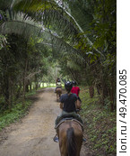 Tourists riding horses, Chaa Creek Road, Chaa Creek Nature Reserve, San Ignacio, Belize. Стоковое фото, агентство Ingram Publishing / Фотобанк Лори