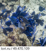Fish and corals underwater, Turneffe Atoll, Belize Barrier Reef, Belize. Стоковое фото, агентство Ingram Publishing / Фотобанк Лори