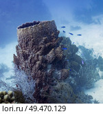 Blue fish with corals underwater, Tarpon Cays, Belize Barrier Reef, Lighthouse Reef, Belize. Стоковое фото, агентство Ingram Publishing / Фотобанк Лори