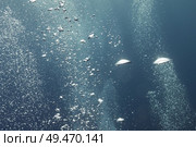 Jellyfish underwater, Three Amigos, Turneffe Atoll, Belize Barrier Reef, Belize. Стоковое фото, агентство Ingram Publishing / Фотобанк Лори