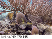 Fish and corals underwater, Turneffe Atoll, Belize Barrier Reef, Belize. Стоковое фото, агентство Ingram Publishing / Фотобанк Лори