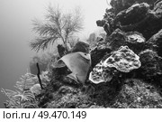 Angelfish and coral underwater, Turneffe Atoll, Belize Barrier Reef, Belize. Стоковое фото, агентство Ingram Publishing / Фотобанк Лори