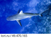 Grey Reef Shark (Carcharhinus amblyrhynchos) underwater, Tarpon Cayes, Belize Barrier Reef, Lighthouse Reef, Belize. Стоковое фото, агентство Ingram Publishing / Фотобанк Лори