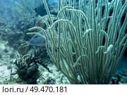 Fish behind coral reef underwater, Secret Spot, Turneffe Atoll, Belize Barrier Reef, Belize. Стоковое фото, агентство Ingram Publishing / Фотобанк Лори