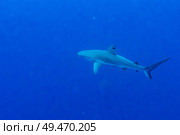 Grey Reef Shark (Carcharhinus amblyrhynchos) underwater, Tarpon Cayes, Belize Barrier Reef, Lighthouse Reef, Belize. Стоковое фото, агентство Ingram Publishing / Фотобанк Лори