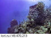 Coral reefs underwater, Tarpon Cayes, Belize Barrier Reef, Lighthouse Reef, Belize. Стоковое фото, агентство Ingram Publishing / Фотобанк Лори