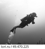 Scuba diver underwater, Three Amigos, Turneffe Atoll, Belize Barrier Reef, Belize. Стоковое фото, агентство Ingram Publishing / Фотобанк Лори