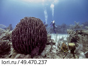 Coral reef with scuba divers in the background, Belize. Стоковое фото, агентство Ingram Publishing / Фотобанк Лори