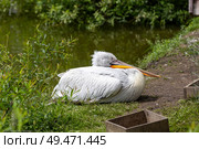 Пеликан. Стоковое фото, фотограф Роман Кадькалов / Фотобанк Лори