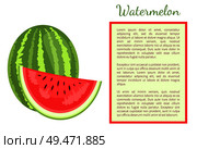 Watermelon or citron melon berry whole and cut, ripe tropical or subtropical plant vector poster frame for text. Food with seeds or seedless edible fruit. Watermelon Citron Melon Berry Ripe Tropical Fruit. Стоковая иллюстрация, агентство Ingram Publishing / Фотобанк Лори