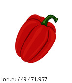 Pepper fresh homegrown veggie vector. Isolated icon closeup of red vegetable sweet paprika, cookery ingredient of summer salads and dishes. Nutritious food. Pepper Fresh Homegrown Veggie Vector Illustration. Стоковая иллюстрация, агентство Ingram Publishing / Фотобанк Лори