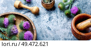 Natural medicine.Medicinal plant thistle.Pink thorny thistle flower.Silybum marianum. Milk thistle with flowers. Стоковое фото, агентство Ingram Publishing / Фотобанк Лори