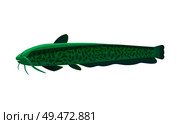 Stinging catfish aquarium fish isolated on white graphic. Freshwater tank pet silhouette hand drawn on blank background cartoonish vector illustration. Stinging catfish aquarium fish isolated on white. Стоковая иллюстрация, агентство Ingram Publishing / Фотобанк Лори