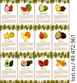 Pitaya and watermelon posters set vector. Tropical exotic fruits ambarella and cupuacu, carambola and mamey, citron papaya. Monstera leaves decoration. Pitaya and Watermelon Marang Citron Posters Vector. Стоковая иллюстрация, агентство Ingram Publishing / Фотобанк Лори