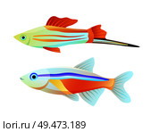 Neon tetra and swordtail fish isolated on white. Freshwater aquarium pets silhouette icon on blank background in cartoon style vector illustration. Neon tetra and swordtail fish isolated on white. Стоковая иллюстрация, агентство Ingram Publishing / Фотобанк Лори