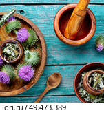 Medical plants flowers.Milk thistle or Silybum marianum. Herbal medicine and homeopathy. Стоковое фото, агентство Ingram Publishing / Фотобанк Лори