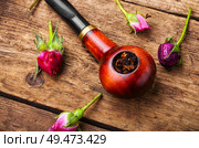 Tobacco pipe and smoking tobacco with rose flavor.Refined taste of tobacco. Smoking rose-flavored tobacco. Стоковое фото, агентство Ingram Publishing / Фотобанк Лори