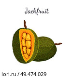 Jackfruit exotic juicy stone fruit vector whole and cut isolated. Jack tree, fenne, jakfruit or jak. Fig, mulberry, and breadfruit. Tropical edible food. Jackfruit Exotic Juicy Stone Fruit Vector Isolated. Стоковая иллюстрация, агентство Ingram Publishing / Фотобанк Лори