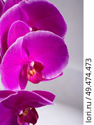 Beautiful Pink phalaenopsis Orchid Flower around white background. close up. Стоковое фото, агентство Ingram Publishing / Фотобанк Лори