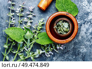 Medicinal herb Salvia officinalis.Fresh sage herb.Clary sage. Fresh leaves of sage. Стоковое фото, агентство Ingram Publishing / Фотобанк Лори