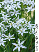 Dozens of star-shaped white flowers of ornithogalum brighten the garden bed. Стоковое фото, фотограф Elena Grishina / Фотобанк Лори
