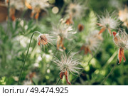 Pulsatilla seedhead after flowering in spring garden macro. Стоковое фото, фотограф Elena Grishina / Фотобанк Лори