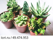 Beautiful and green succulent plants                               . Стоковое фото, агентство Ingram Publishing / Фотобанк Лори