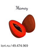 Mamey exotic juicy fruit vector whole and cut isolated icons. Edible food, dieting vegetarian mammea americana, mammee apple, mamey, tropical apricot. Mamey Exotic Juicy Fruit Vector Whole and Cut Icon. Стоковая иллюстрация, агентство Ingram Publishing / Фотобанк Лори