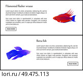 Betta fish of blue color and filamented flasher wrasse posters set with headlines. Marine and ocean fauna, exotic animal types vector illustration. Betta Fish and Flasher Set Vector Illustration. Стоковая иллюстрация, агентство Ingram Publishing / Фотобанк Лори