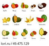 Lychee and mango fruits set with names. Ambarella and watermelon, guava and kiwano. juicy jackfruit and banana with peel. Longan and papaya vector. Lychee and Mango Coconut Banana Fruits Set Vector. Стоковая иллюстрация, агентство Ingram Publishing / Фотобанк Лори