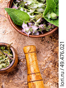 Medicinal herb Salvia officinalis.Fresh sage herb.Clary sage. Fresh leaves of sage. Стоковое фото, агентство Ingram Publishing / Фотобанк Лори