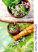 Medicinal herb Salvia officinalis.Fresh sage herb.Clary sage. Fresh leaves of sage. Стоковое фото, агентство Ingram Publishing / Фотобанк Лори