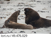 Sealions on beach. Стоковое фото, агентство Ingram Publishing / Фотобанк Лори