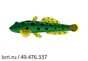Goby aquarium fish isolated on white graphic. Freshwater tank pet silhouette hand drawn on blank background icon in cartoon style vector illustration. Goby aquarium fish isolated on white graphic. Стоковая иллюстрация, агентство Ingram Publishing / Фотобанк Лори