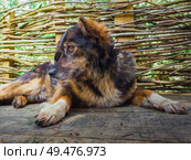 Close up portrait of an adorable mongrel dog laying down outdoors over a twig fence background. Mixed breed striped brown puppy looking attentive aside. Стоковое фото, агентство Ingram Publishing / Фотобанк Лори