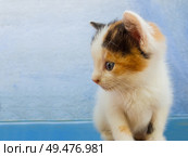 Close up portrait of an adorable little white kitten with black and orange spots looking curious aside over a blue wall background. Стоковое фото, агентство Ingram Publishing / Фотобанк Лори